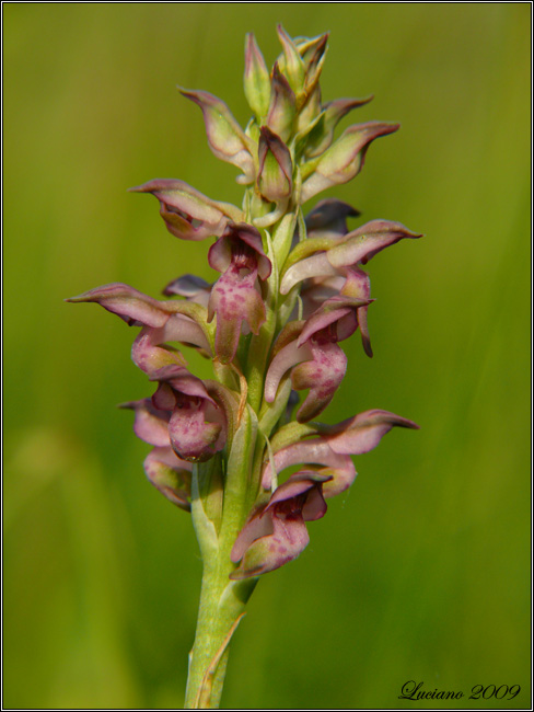 Orchis coriophora